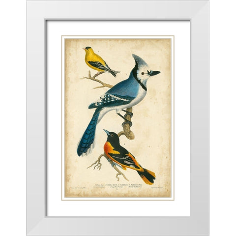 Wilsons Blue Jay White Modern Wood Framed Art Print with Double Matting by Wilson, Alexander