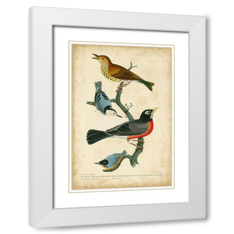 Wilsons Wood Thrush White Modern Wood Framed Art Print with Double Matting by Wilson, Alexander