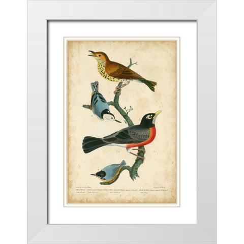 Wilsons Wood Thrush White Modern Wood Framed Art Print with Double Matting by Wilson, Alexander