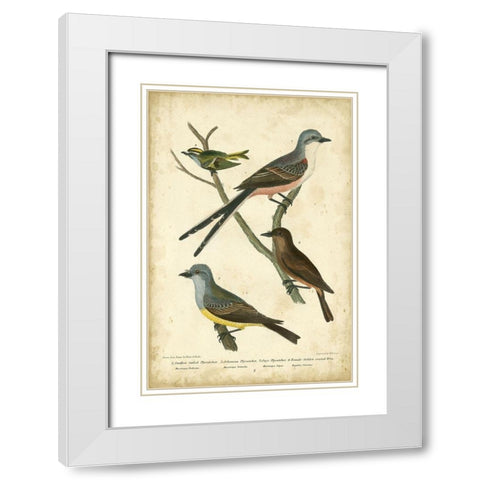 Wilsons Flycatcher White Modern Wood Framed Art Print with Double Matting by Wilson, Alexander