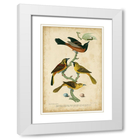 Wilsons Orchard Oriole White Modern Wood Framed Art Print with Double Matting by Wilson, Alexander