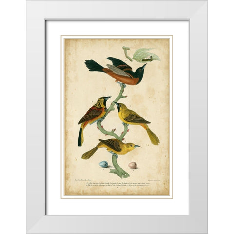 Wilsons Orchard Oriole White Modern Wood Framed Art Print with Double Matting by Wilson, Alexander