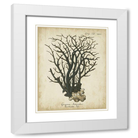 Esper Antique Coral I White Modern Wood Framed Art Print with Double Matting by Esper, Johann