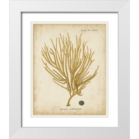 Esper Antique Coral IV White Modern Wood Framed Art Print with Double Matting by Esper, Johann
