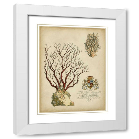 Imperial Coral III White Modern Wood Framed Art Print with Double Matting by Vision Studio