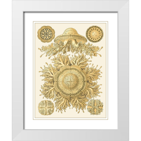 Sophisticated Sealife I White Modern Wood Framed Art Print with Double Matting by Haeckel, Ernst
