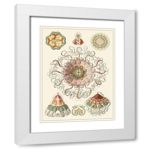 Sophisticated Sealife II White Modern Wood Framed Art Print with Double Matting by Haeckel, Ernst