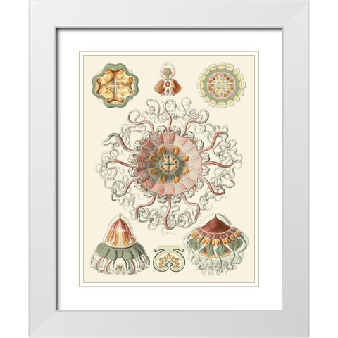 Sophisticated Sealife II White Modern Wood Framed Art Print with Double Matting by Haeckel, Ernst