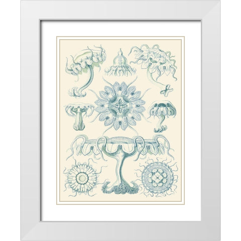 Sophisticated Sealife III White Modern Wood Framed Art Print with Double Matting by Haeckel, Ernst
