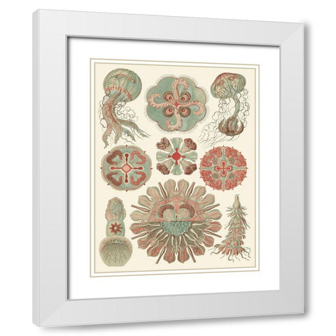 Sophisticated Sealife IV White Modern Wood Framed Art Print with Double Matting by Haeckel, Ernst