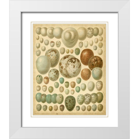 Vintage Bird Eggs I White Modern Wood Framed Art Print with Double Matting by Meyers