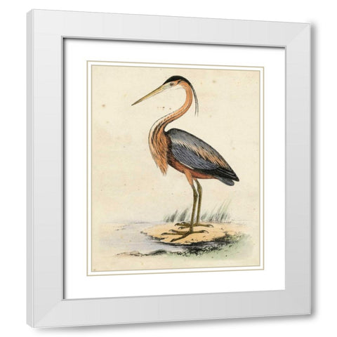 Antique Heron II White Modern Wood Framed Art Print with Double Matting by Unknown