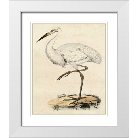 Antique Heron III White Modern Wood Framed Art Print with Double Matting by Unknown