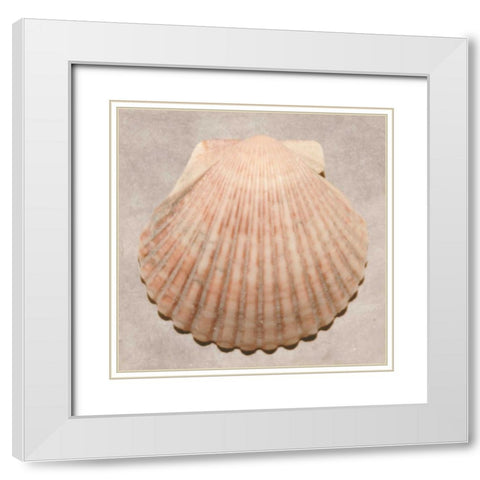 Weathered Shell Sampler White Modern Wood Framed Art Print with Double Matting by Stramel, Renee W.