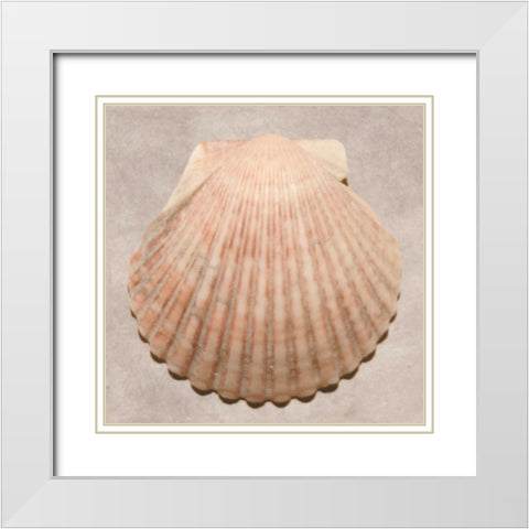 Weathered Shell Sampler White Modern Wood Framed Art Print with Double Matting by Stramel, Renee W.