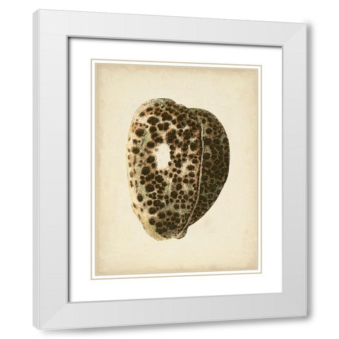 Sealife Collection III White Modern Wood Framed Art Print with Double Matting by Vision Studio