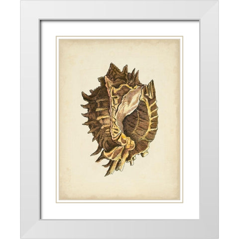 Sealife Collection VI White Modern Wood Framed Art Print with Double Matting by Vision Studio