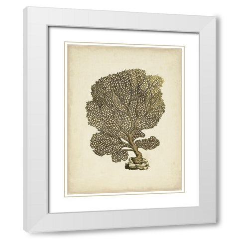Sealife Collection VIII White Modern Wood Framed Art Print with Double Matting by Vision Studio