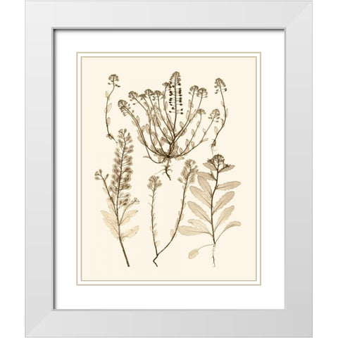 Sepia Nature Study III White Modern Wood Framed Art Print with Double Matting by Vision Studio