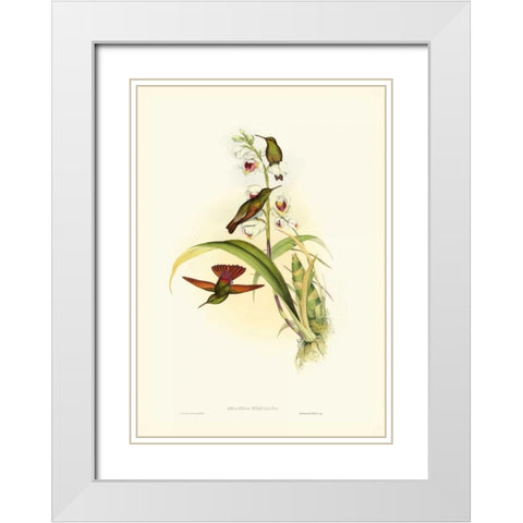 Gould Hummingbird II White Modern Wood Framed Art Print with Double Matting by Gould, John