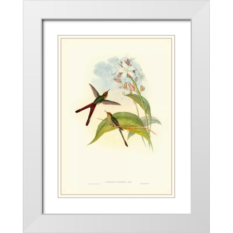 Gould Hummingbird III White Modern Wood Framed Art Print with Double Matting by Gould, John