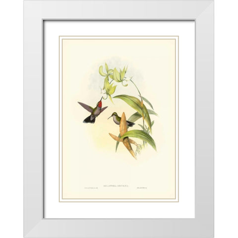 Gould Hummingbird IV White Modern Wood Framed Art Print with Double Matting by Gould, John