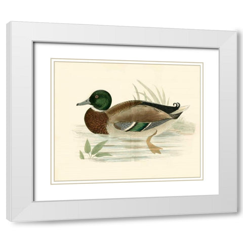 Morris Ducks I White Modern Wood Framed Art Print with Double Matting by Morris