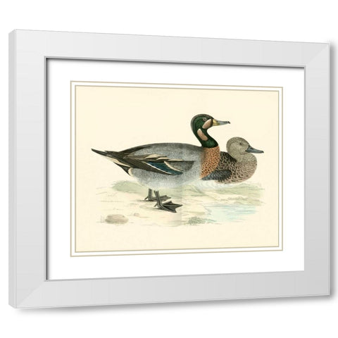 Morris Ducks III White Modern Wood Framed Art Print with Double Matting by Morris