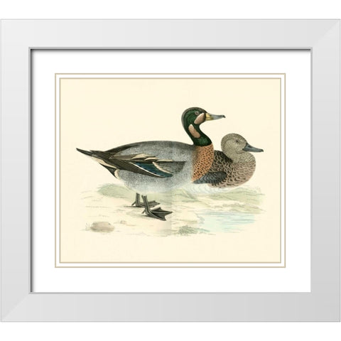 Morris Ducks III White Modern Wood Framed Art Print with Double Matting by Morris