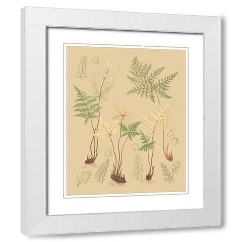 Natures Lace II White Modern Wood Framed Art Print with Double Matting by Faxon, C.E.