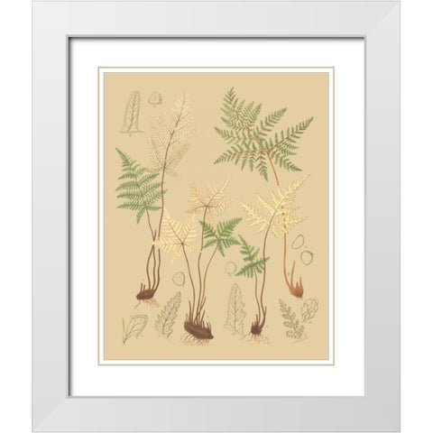 Natures Lace II White Modern Wood Framed Art Print with Double Matting by Faxon, C.E.