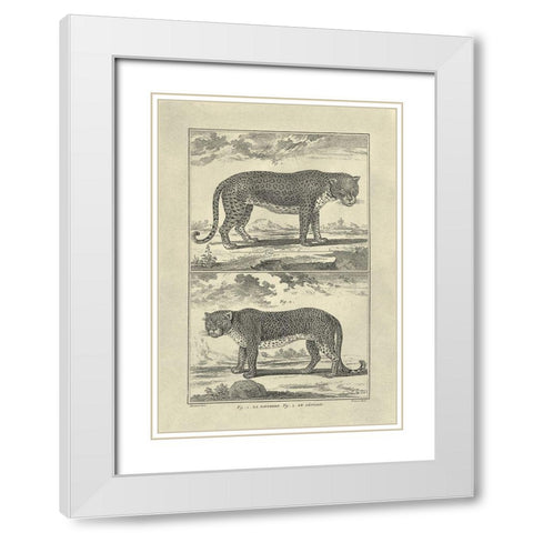 Panther and Leopard White Modern Wood Framed Art Print with Double Matting by Diderot, Denis