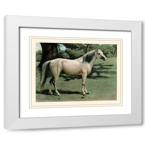 Cassells Horse I White Modern Wood Framed Art Print with Double Matting by Cassel