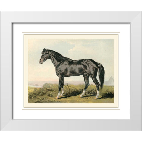 Cassells Horse II White Modern Wood Framed Art Print with Double Matting by Cassel