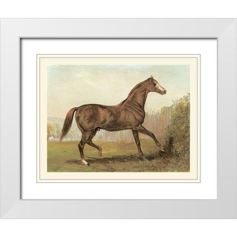 Cassells Horse III White Modern Wood Framed Art Print with Double Matting by Cassel
