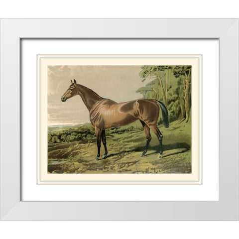 Cassells Horse IV White Modern Wood Framed Art Print with Double Matting by Cassel