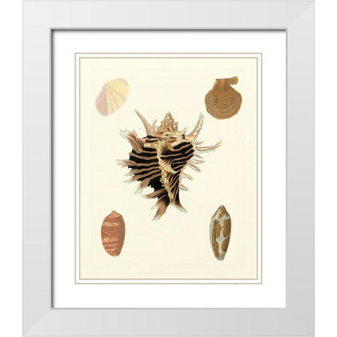 Knorr Shells II White Modern Wood Framed Art Print with Double Matting by Knorr