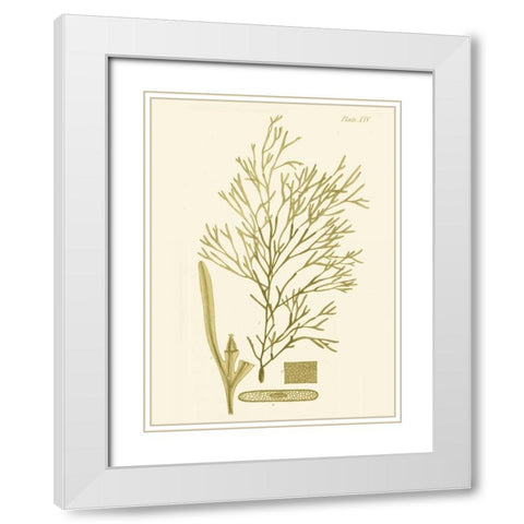 Dramatic Seaweed II White Modern Wood Framed Art Print with Double Matting by Vision Studio