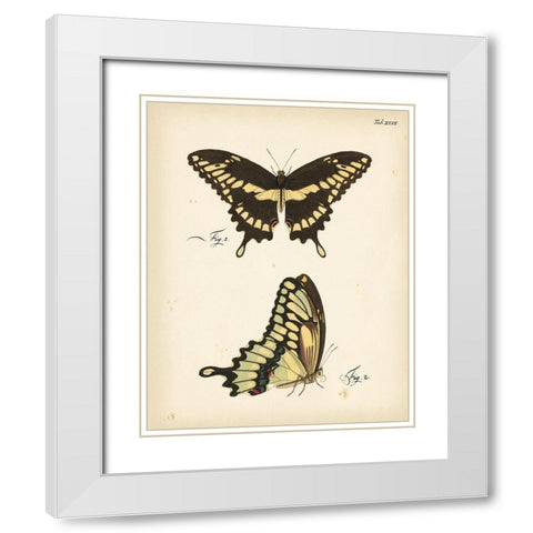 Butterfly Profile I White Modern Wood Framed Art Print with Double Matting by Vision Studio