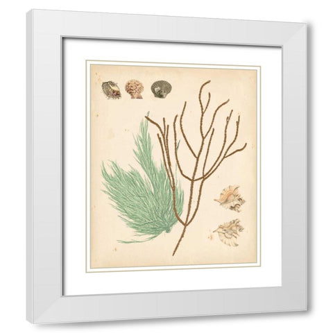 Coastal Relic I White Modern Wood Framed Art Print with Double Matting by Vision Studio