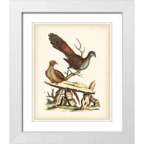 Regal Pheasants I White Modern Wood Framed Art Print with Double Matting by Edwards, George