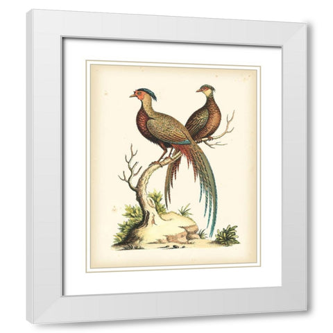Regal Pheasants II White Modern Wood Framed Art Print with Double Matting by Edwards, George