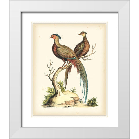 Regal Pheasants II White Modern Wood Framed Art Print with Double Matting by Edwards, George