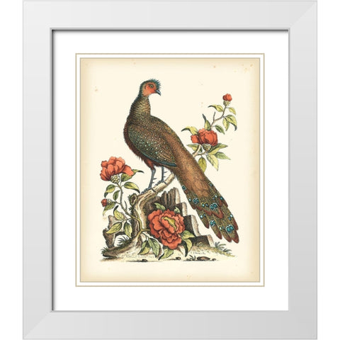 Regal Pheasants III White Modern Wood Framed Art Print with Double Matting by Edwards, George