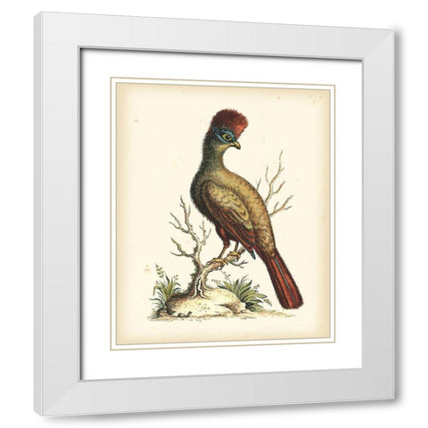 Regal Pheasants IV White Modern Wood Framed Art Print with Double Matting by Edwards, George