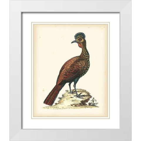 Regal Pheasants V White Modern Wood Framed Art Print with Double Matting by Edwards, George