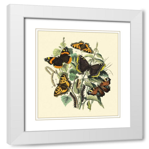 Butterfly Gathering II White Modern Wood Framed Art Print with Double Matting by Vision Studio