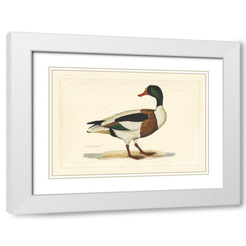 Selby Duck II White Modern Wood Framed Art Print with Double Matting by Selby, John