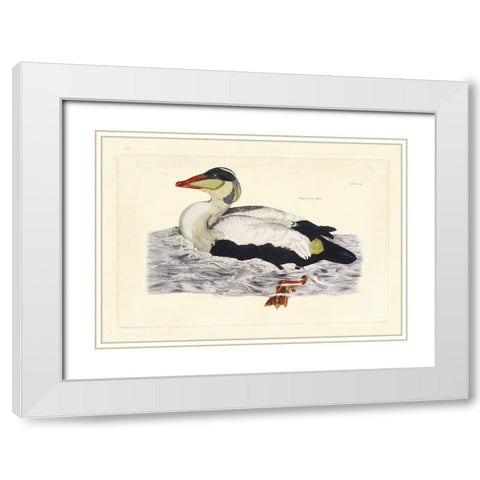 Selby Duck III White Modern Wood Framed Art Print with Double Matting by Selby, John