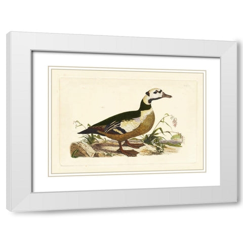 Selby Duck VI White Modern Wood Framed Art Print with Double Matting by Selby, John